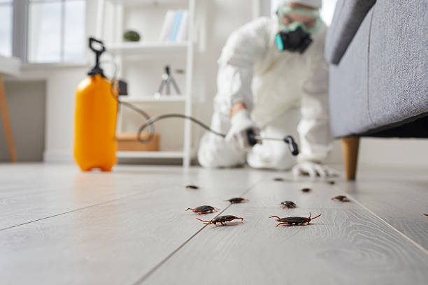 Post-Treatment Bed Bug Interceptor Monitoring in Moapa Valley